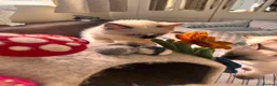 Ragdoll cats for sale: Stunning ragdolls kitten 🥰 - Advert 39