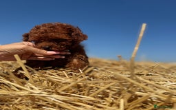 Toy Poodle dogs for sale: Toy Poodle Puppies–Asian Lines–Tiny Size - Image 6
