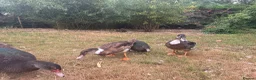 Ducks poultry for sale: Muscovy Ducks for sale - Male & Female - Advert 20