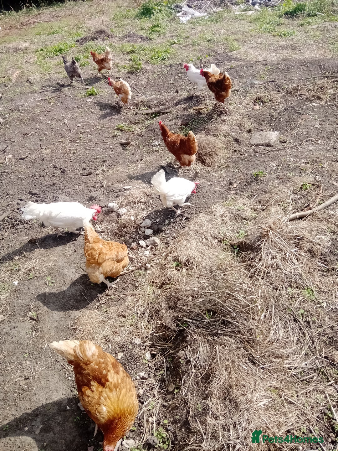 Chickens poultry for sale: Laying hens - Image 6