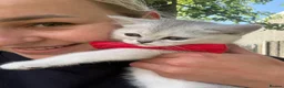 Scottish Fold cats for sale: Scotish Fold  in Romford - Advert 2