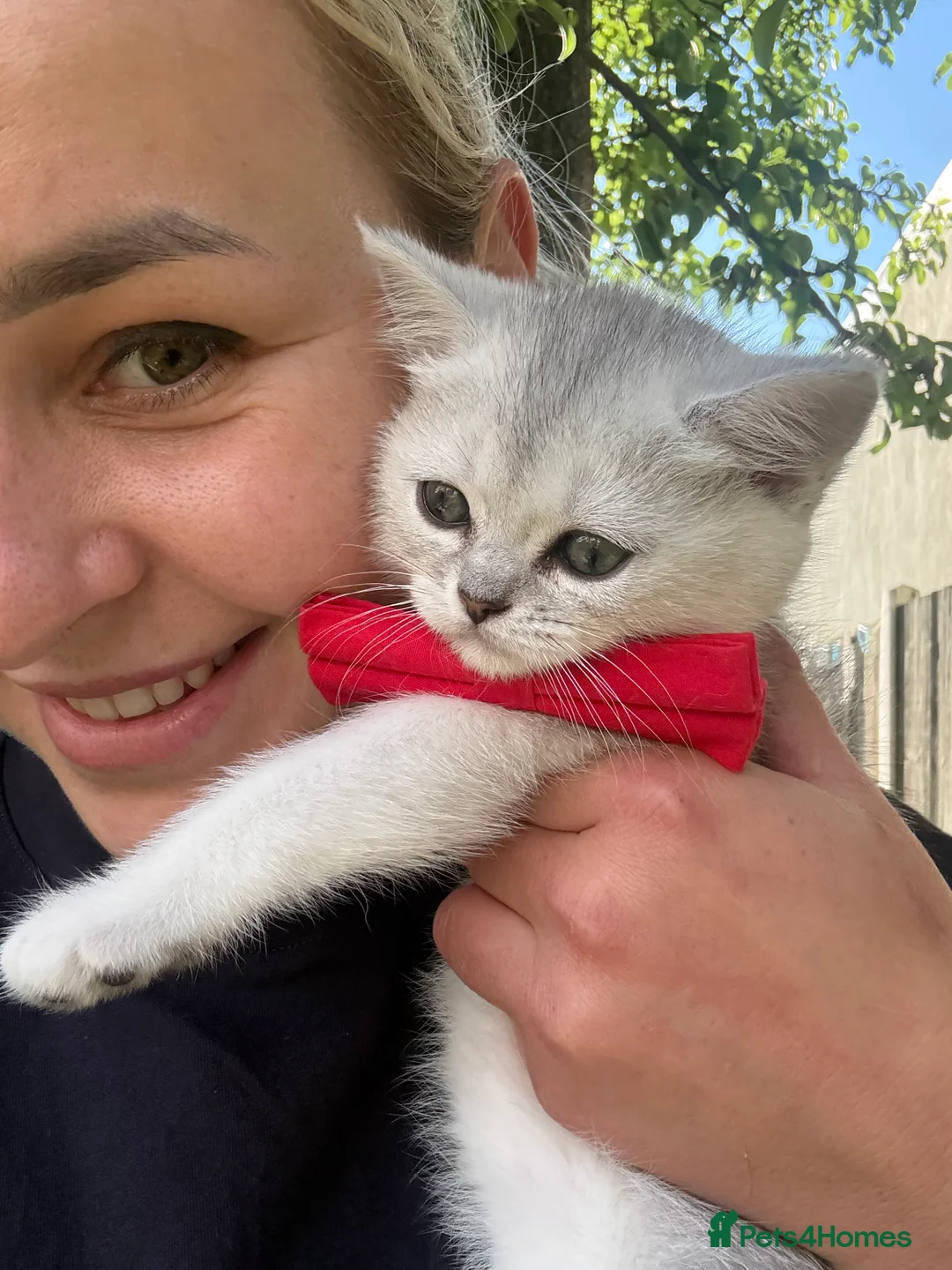Scottish Fold cats for sale: Scotish Fold  in Romford - Advert 2