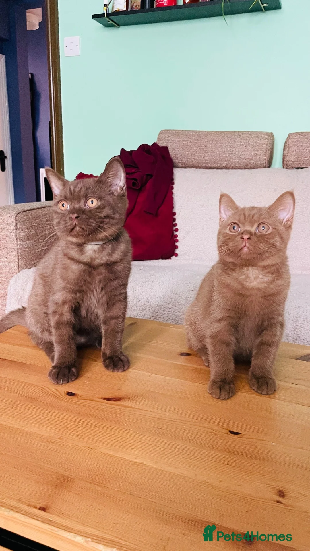 British Shorthair cats for sale: Beautiful chocolate/cinnamon BSH boys - Advert 2