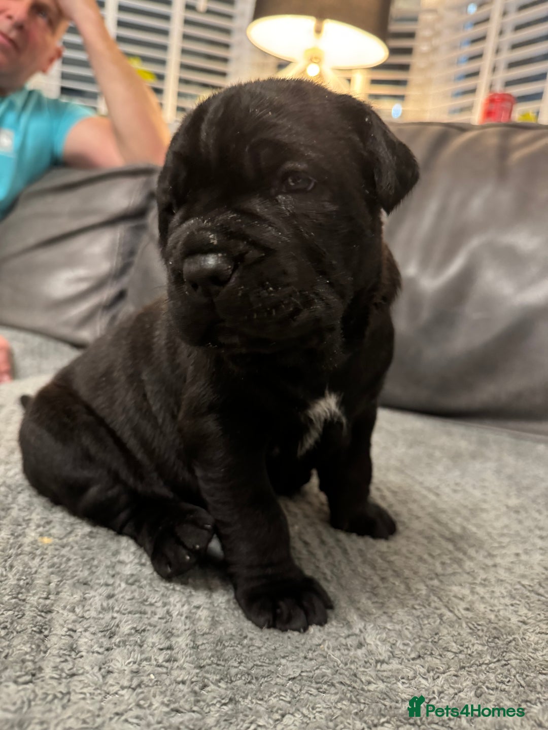 Neapolitan Mastiff dogs for sale:  Neapolitan mastiff puppies Newcastle  - Image 31
