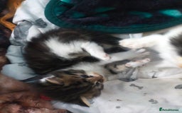 Mixed Breed cats for sale: Four lovely fluffy kittens  - Image 37