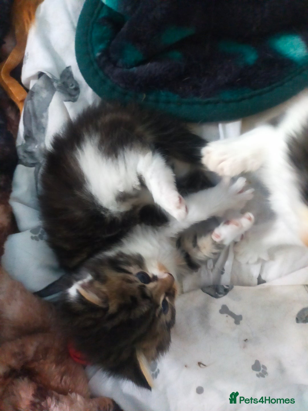 Mixed Breed cats for sale: Four lovely fluffy kittens  - Image 37