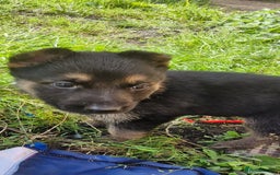 German Shepherd dogs for sale: KC registered German Shepherd puppies  - Image 21