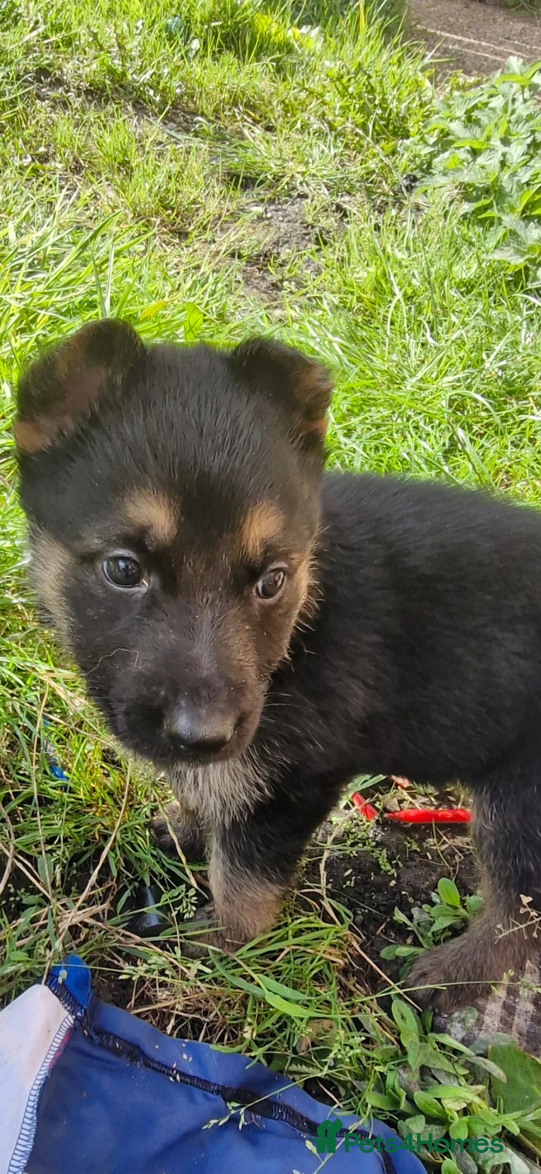 German Shepherd dogs for sale: KC registered German Shepherd puppies  - Image 21