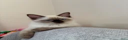 Ragdoll cats for sale: Ragdoll kitten looking for new home  - Advert 3