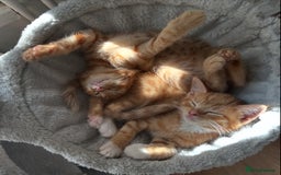 Mixed Breed cats for sale: Only little girl left  - Image 7