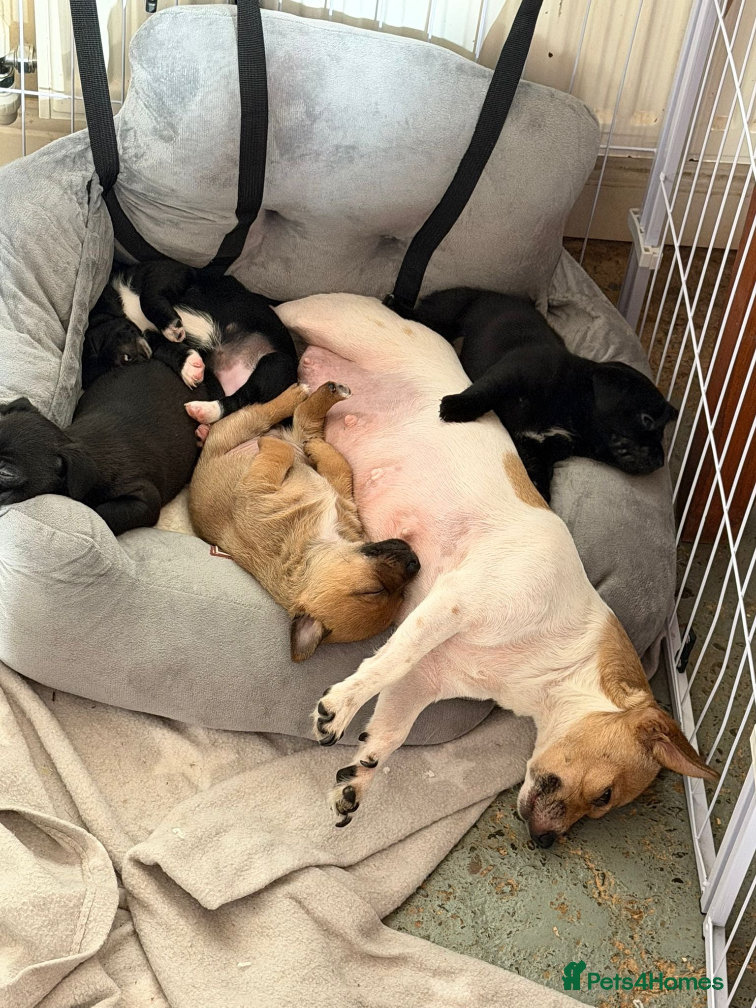 Mixed Breed dogs 3 beautiful jack cross boys  - Advert 1