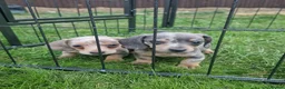 Miniature Dachshund dogs for sale: READY NOW 3 boys left Blue dapple daxies - Advert 11