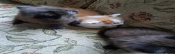 Mixed Breed cats for sale: 3 beautiful kittens  - Advert 9