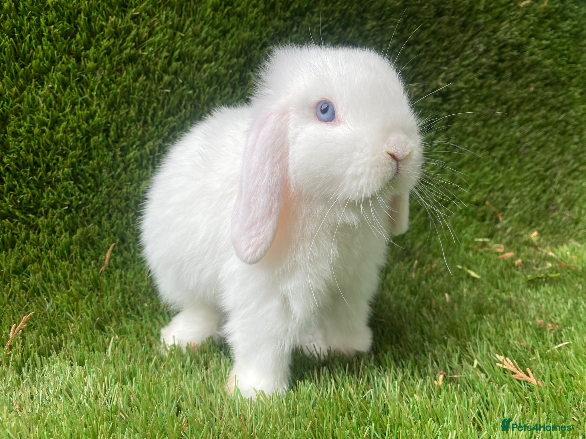 Mini Lion Lop rabbits Mini lops - Advert 4