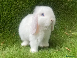 Mini Lion Lop rabbits Mini lops - Advert 4