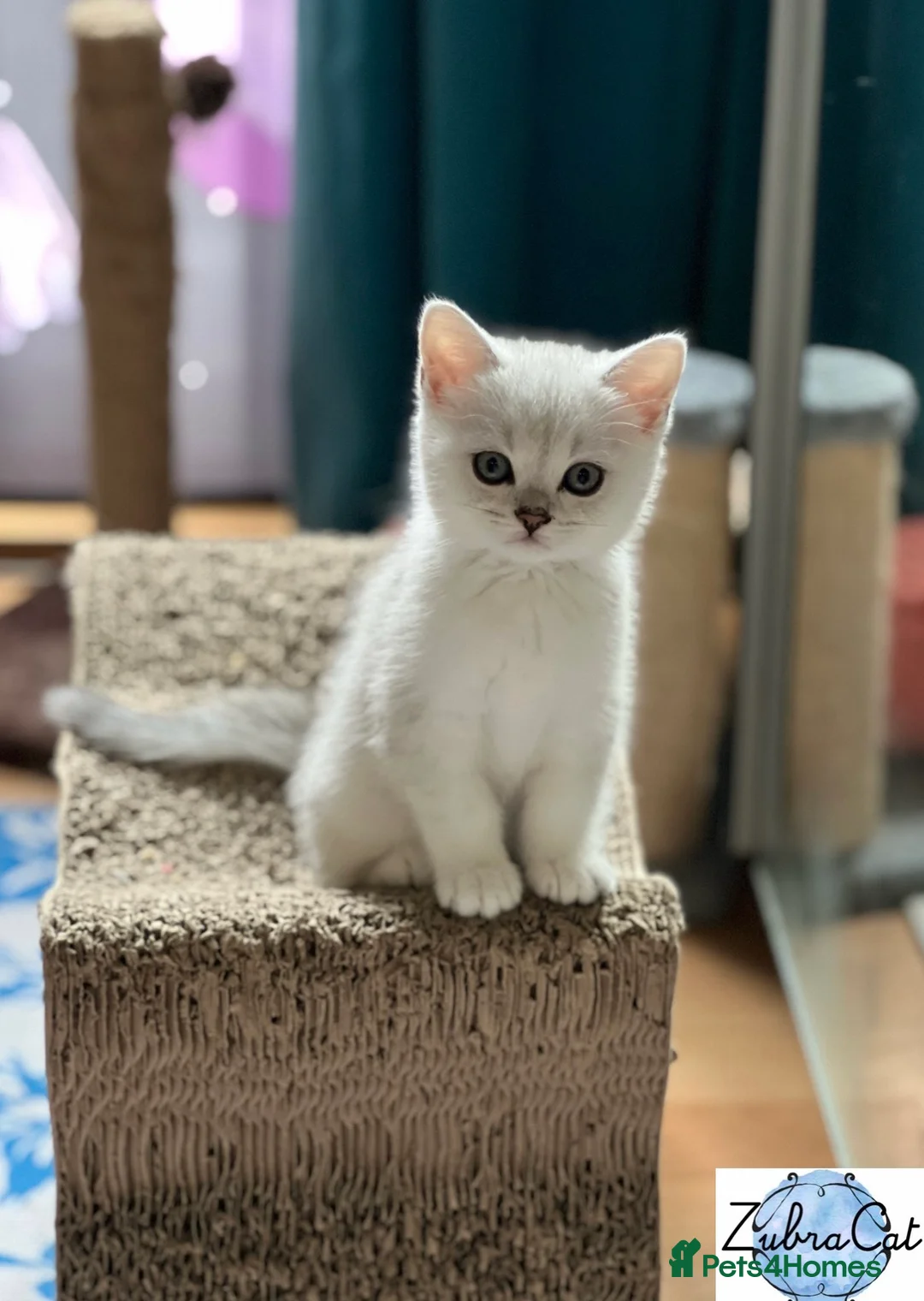 British Shorthair cats for stud: ACTIVE reg 𝑮𝑪𝑪𝑭/TICA BSH CHINCHILLA 🏆 in Ilford - Advert 17