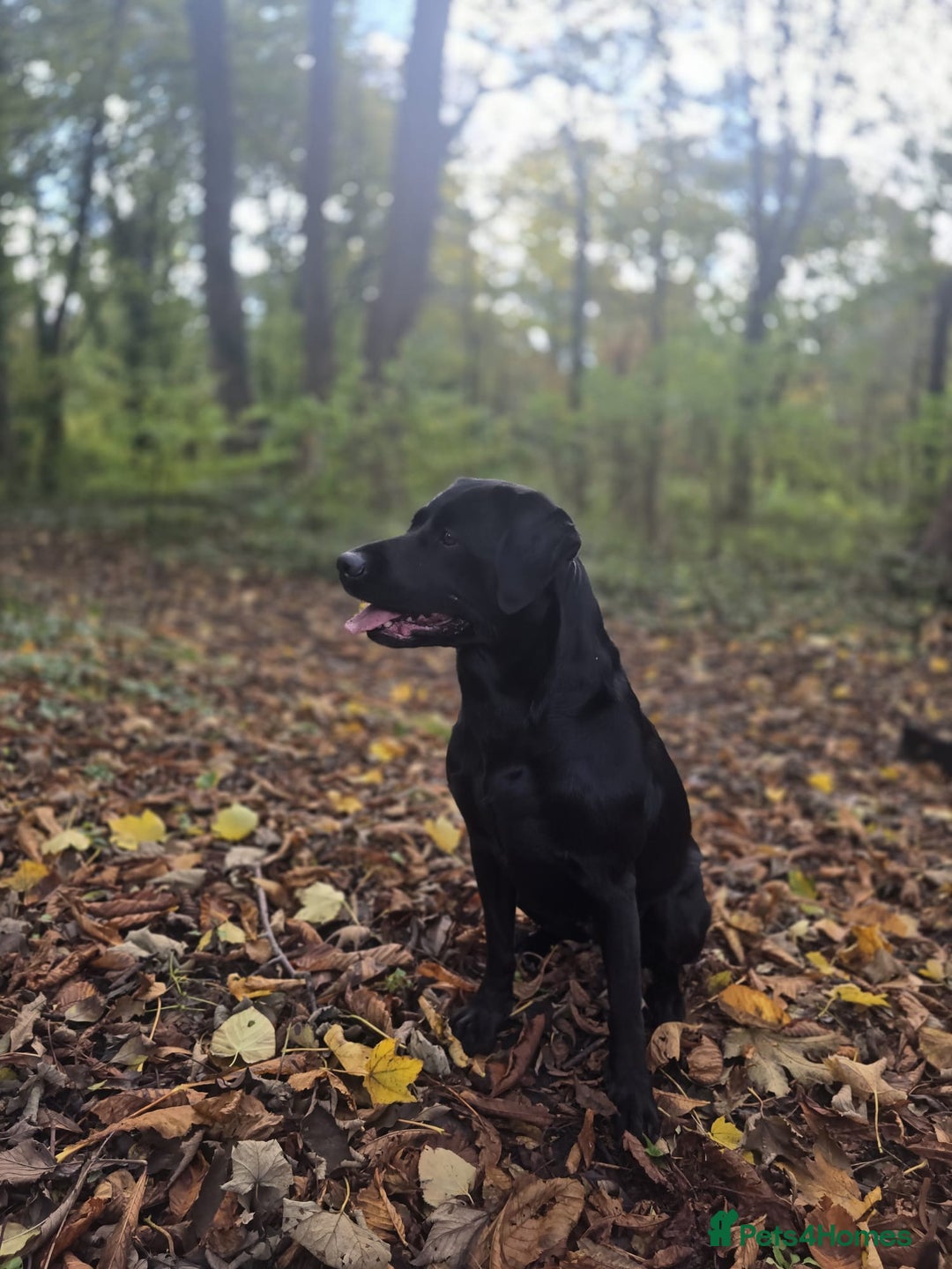 Labrador Retriever dogs for sale: KC Registered Labrador Puppies. - Advert 4