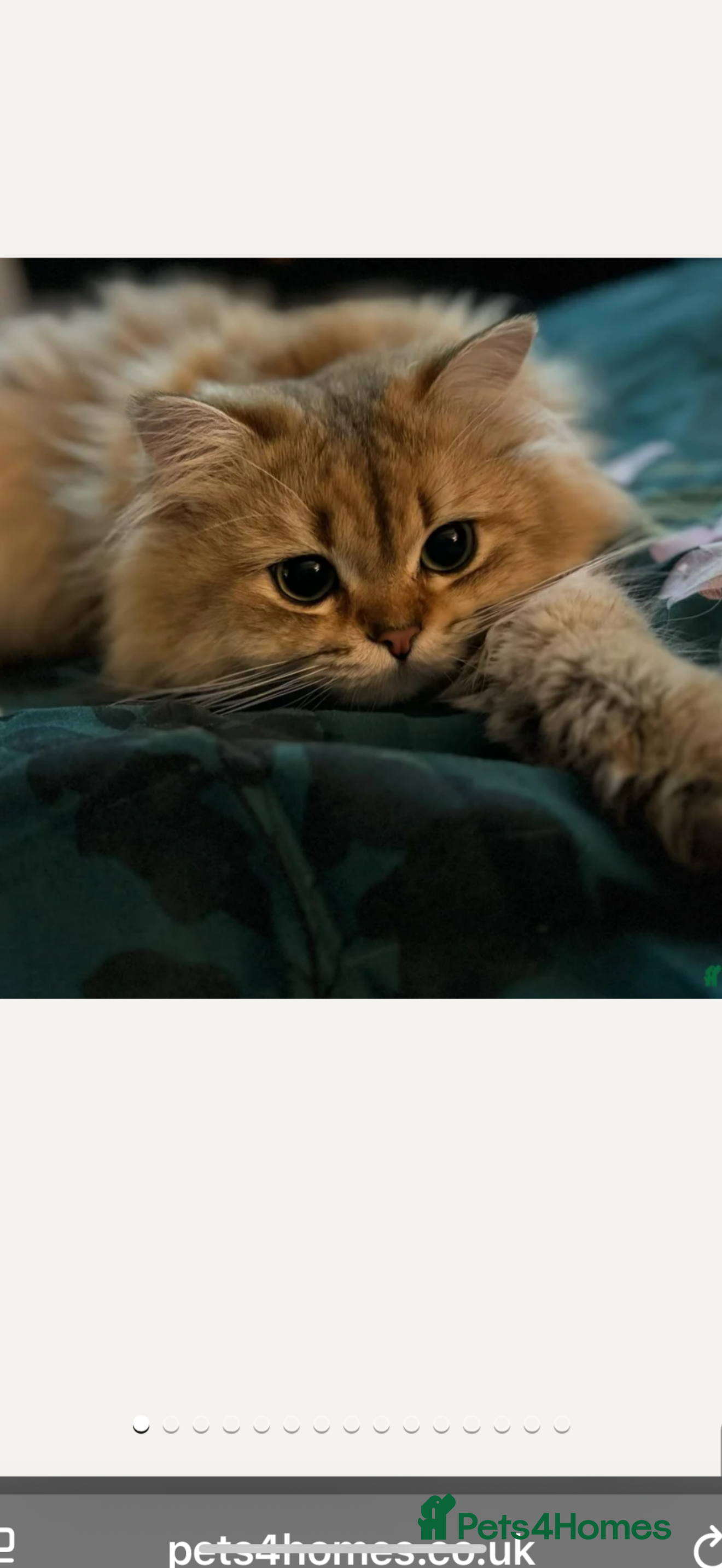 British Longhair cats 🌟GOLDEN SHADED BLH🌟 - Advert 6