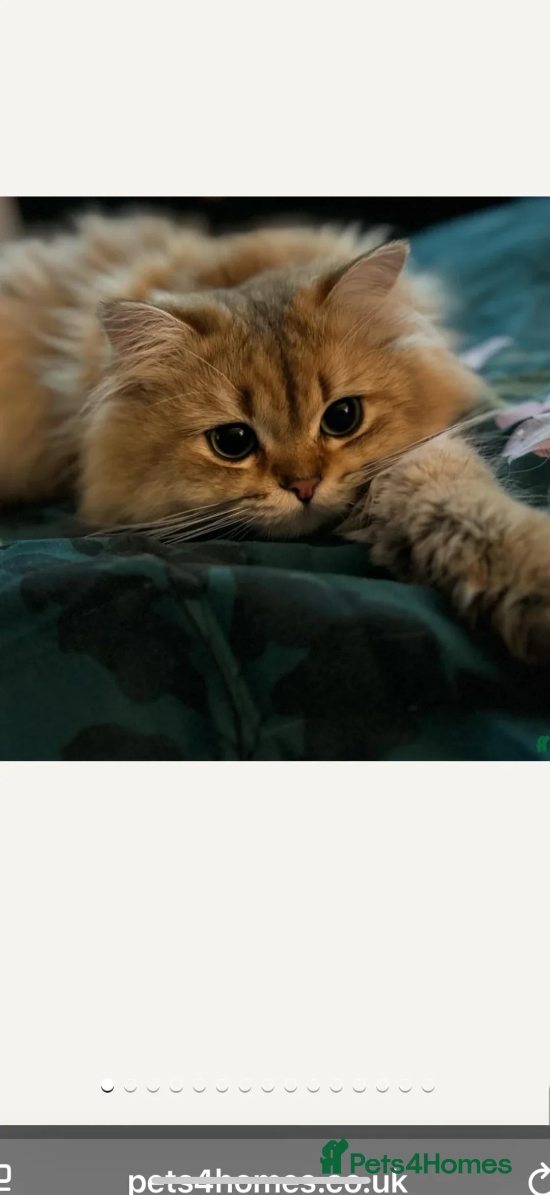 British Longhair cats for stud: 🌟GOLDEN SHADED BLH🌟 - Advert 1