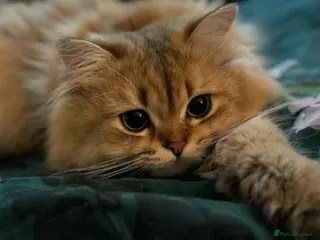 British Longhair cats 🌟GOLDEN SHADED BLH🌟 - Advert 6