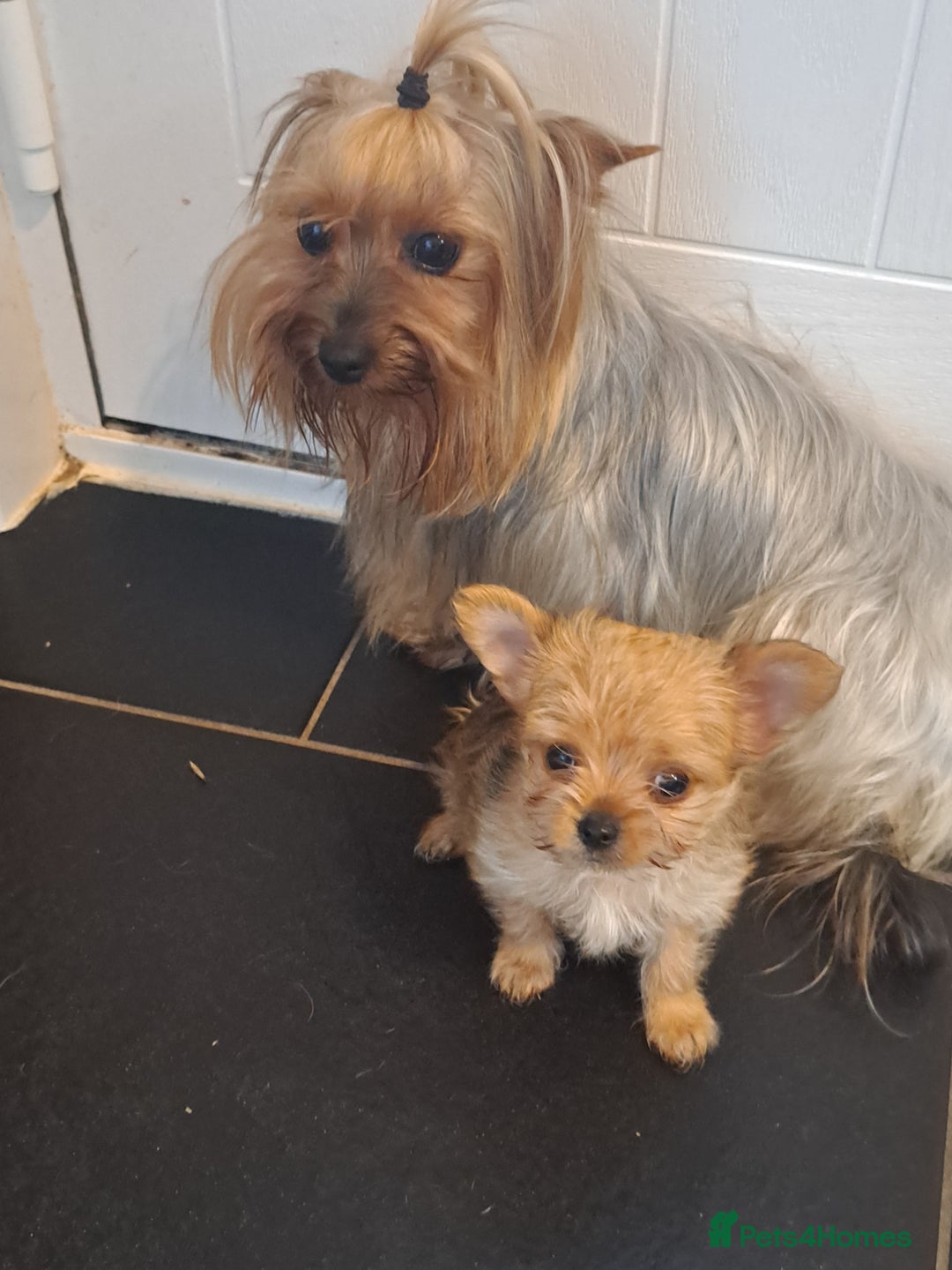 Chorkie dogs for sale: Chorkie boy for sale - Image 2