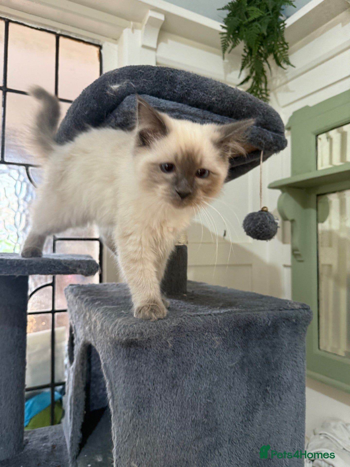 Ragdoll cats Ragdoll kittens Ready Now last one  - Advert 2