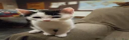 Mixed Breed cats for sale: 5 adotable kittend - Advert 5