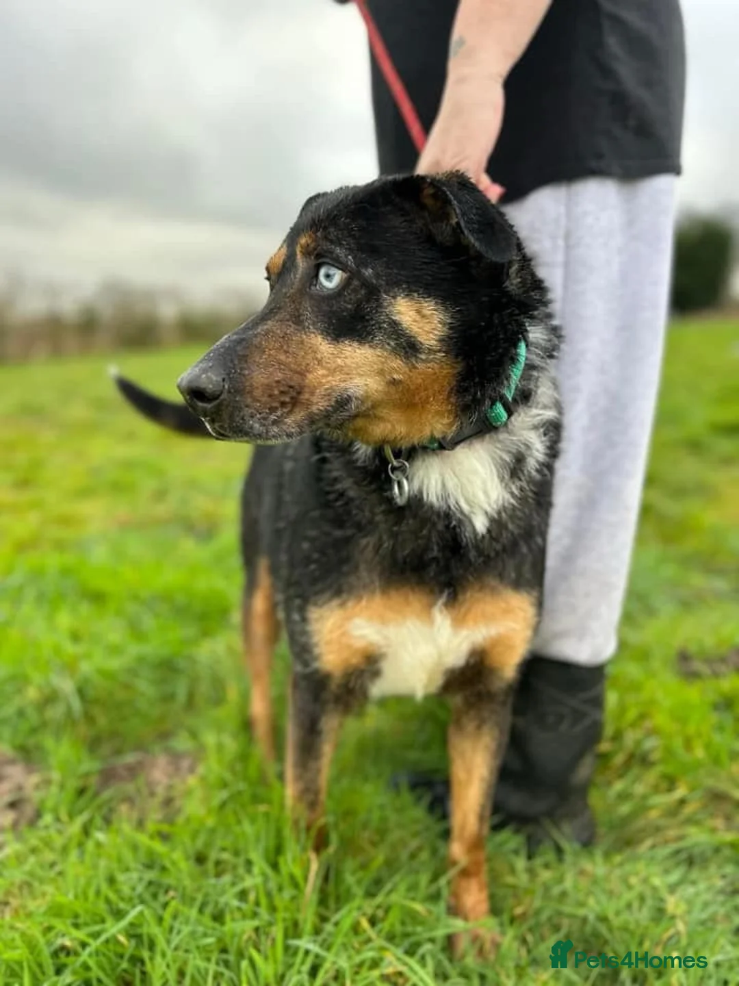 Mixed Breed dogs for adoption: Jack - Norwich Norfolk  in Norwich - Advert 4