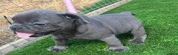French Bulldog dogs for sale: Blue French bulldog puppies  - Advert 22