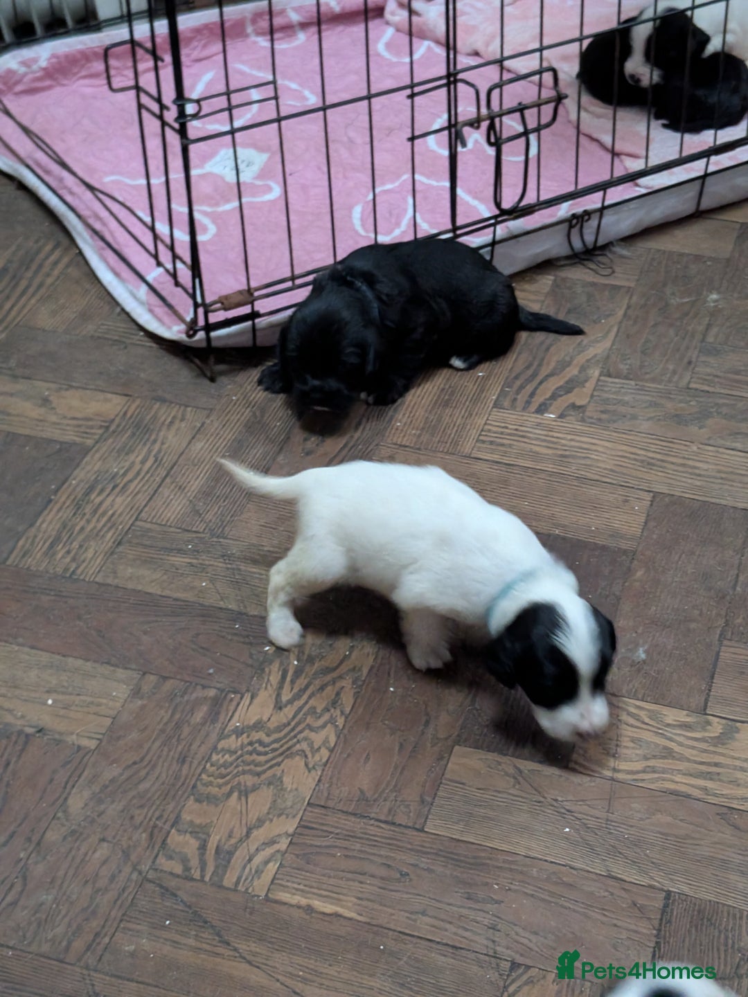 Mixed Breed dogs for sale: Cockapoo x labradoodle  - Advert 4