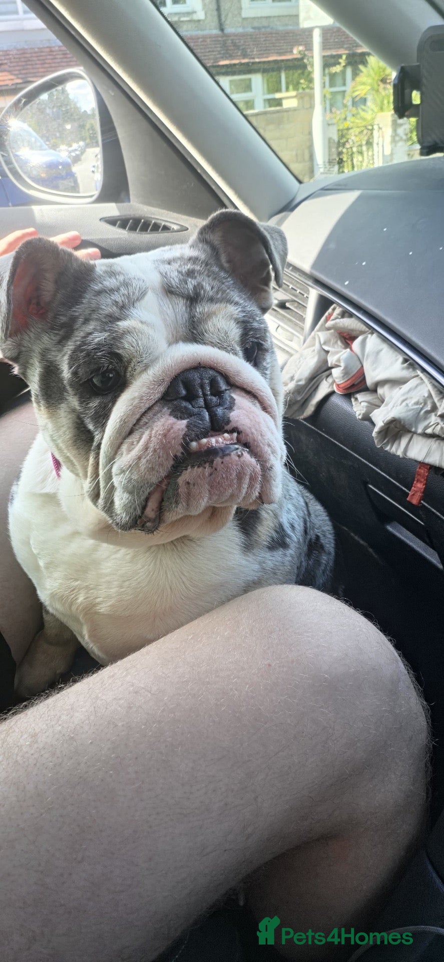English Bulldog dogs 3yo Female blue tri English Bulldog  - Advert 8