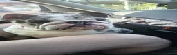 English Bulldog dogs for sale: 3yo Female blue tri English Bulldog  - Advert 1