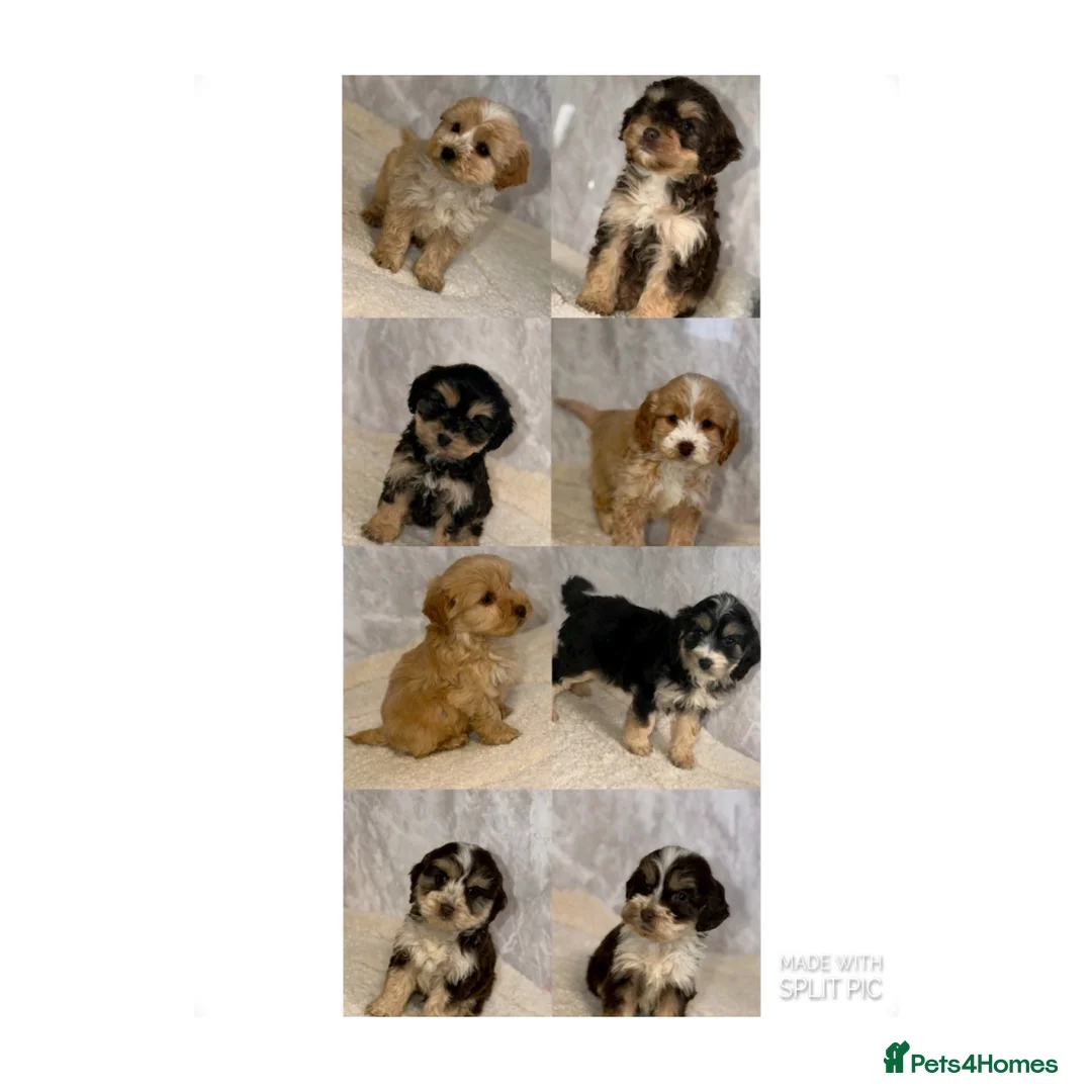 Cockapoo dogs for sale: Stunning F1 Cockapoos - Advert 1