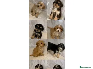 Cockapoo dogs Stunning F1 Cockapoos - Advert 1