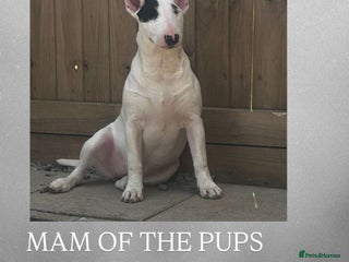 English Bull Terrier dogs English Bull terrier pups - Advert 1