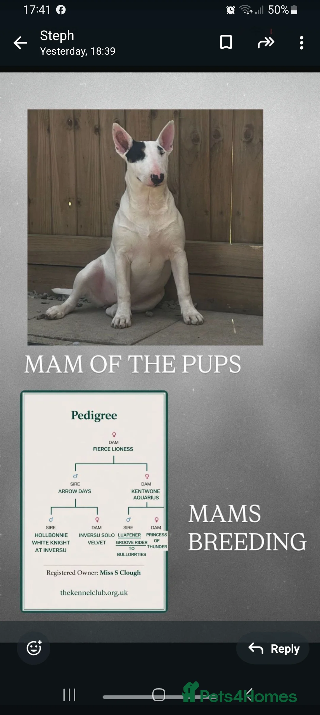 English Bull Terrier dogs for sale: English Bull terrier pups  - Advert 4