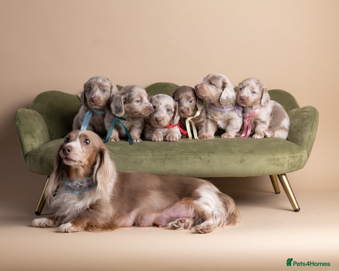 Miniature Dachshund dogs for sale: Miniature ( kaninchen) Long-Haired Dachshund  - Image 12