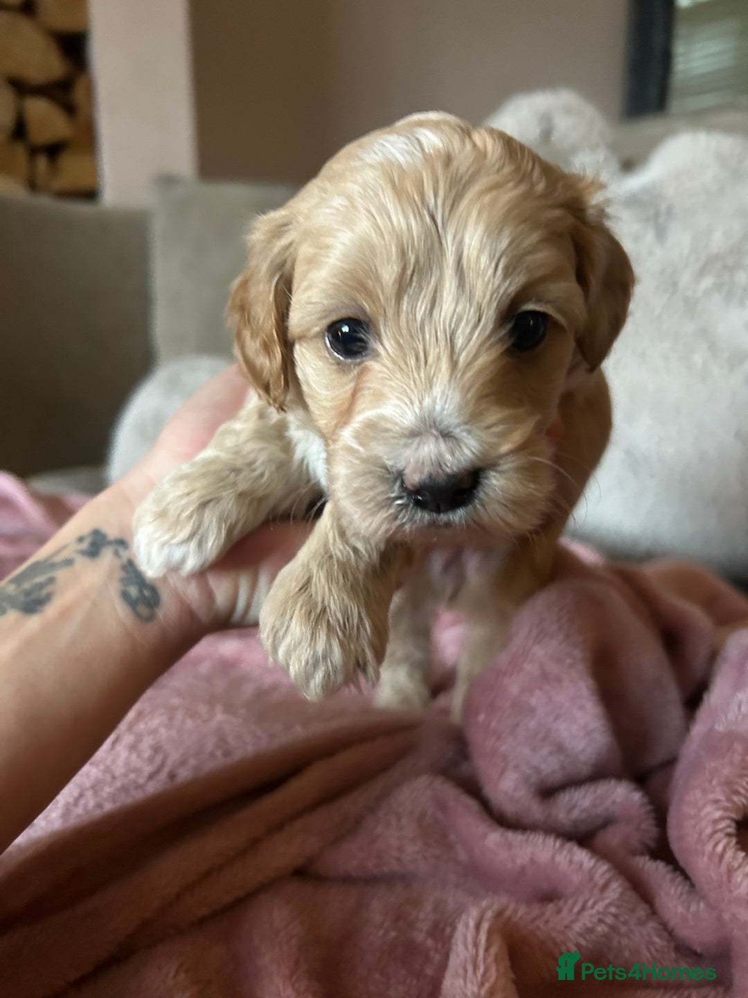 Maltipoo dogs for sale: Stunning maltipoos  - Advert 3