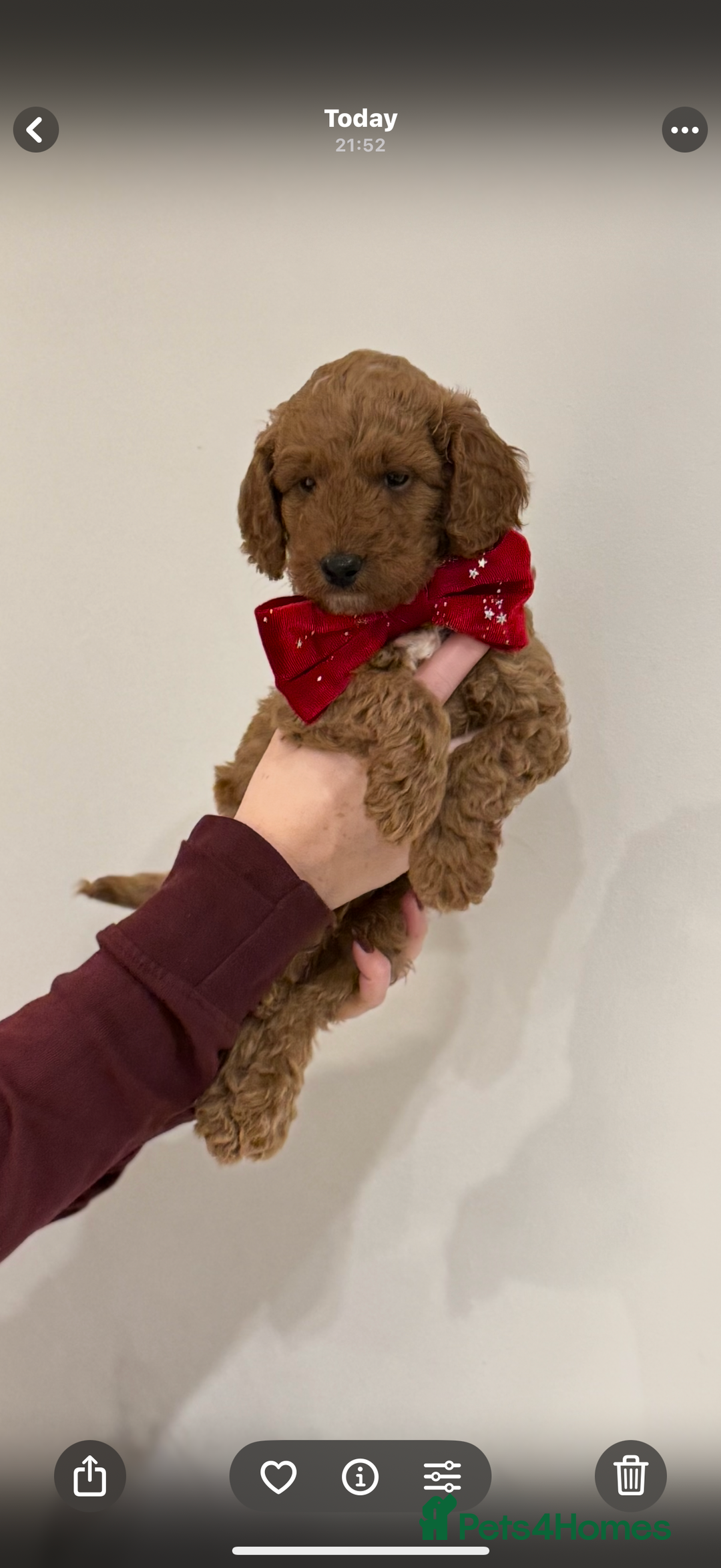 Cockapoo dogs for sale: Beautiful Cockapoo, looking for his forever home.  - Advert 7