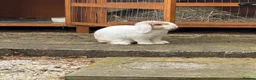 Mini Lop rabbits for sale: Mini lop for sale in Washington - Advert 8