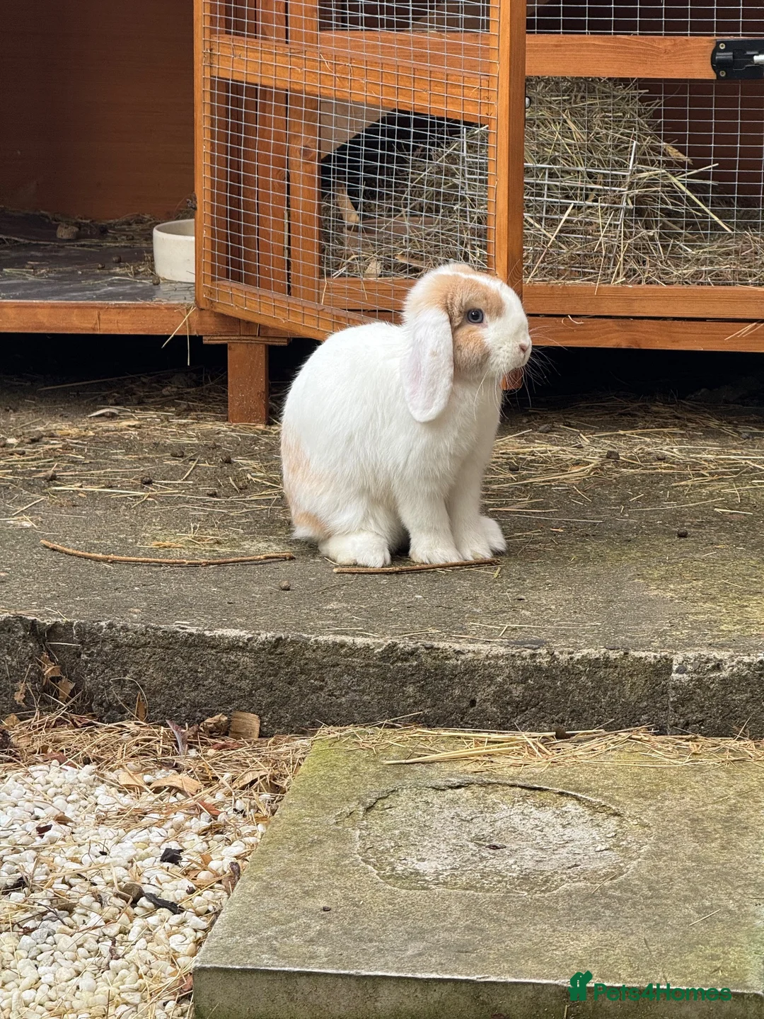 Mini Lop rabbits for sale: Mini lop for sale in Washington - Advert 8