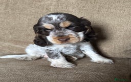 Cocker Spaniel dogs for sale: Gorgeous KC reg show cockers  - Image 6