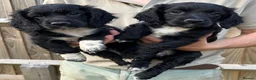 Cocker Spaniel dogs for sale: 2 cocker spaniel bitches for sale  in Aylesbury - Advert 8