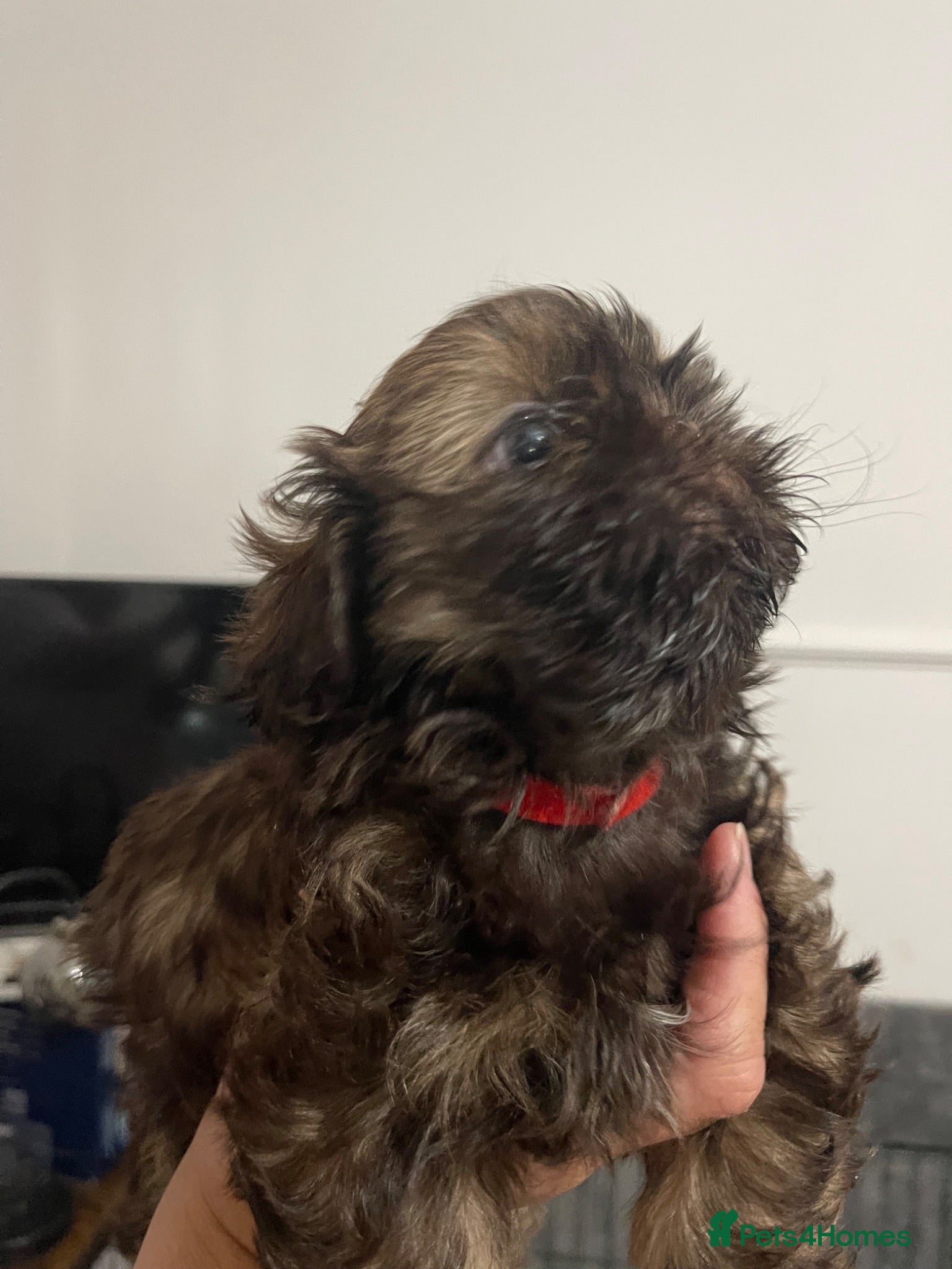 Shih Tzu dogs Shih Tzu Puppies *1 girl available* - Advert 16