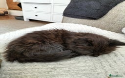 Mixed Breed cats for sale: Fluffy Female Kitten - Image 4