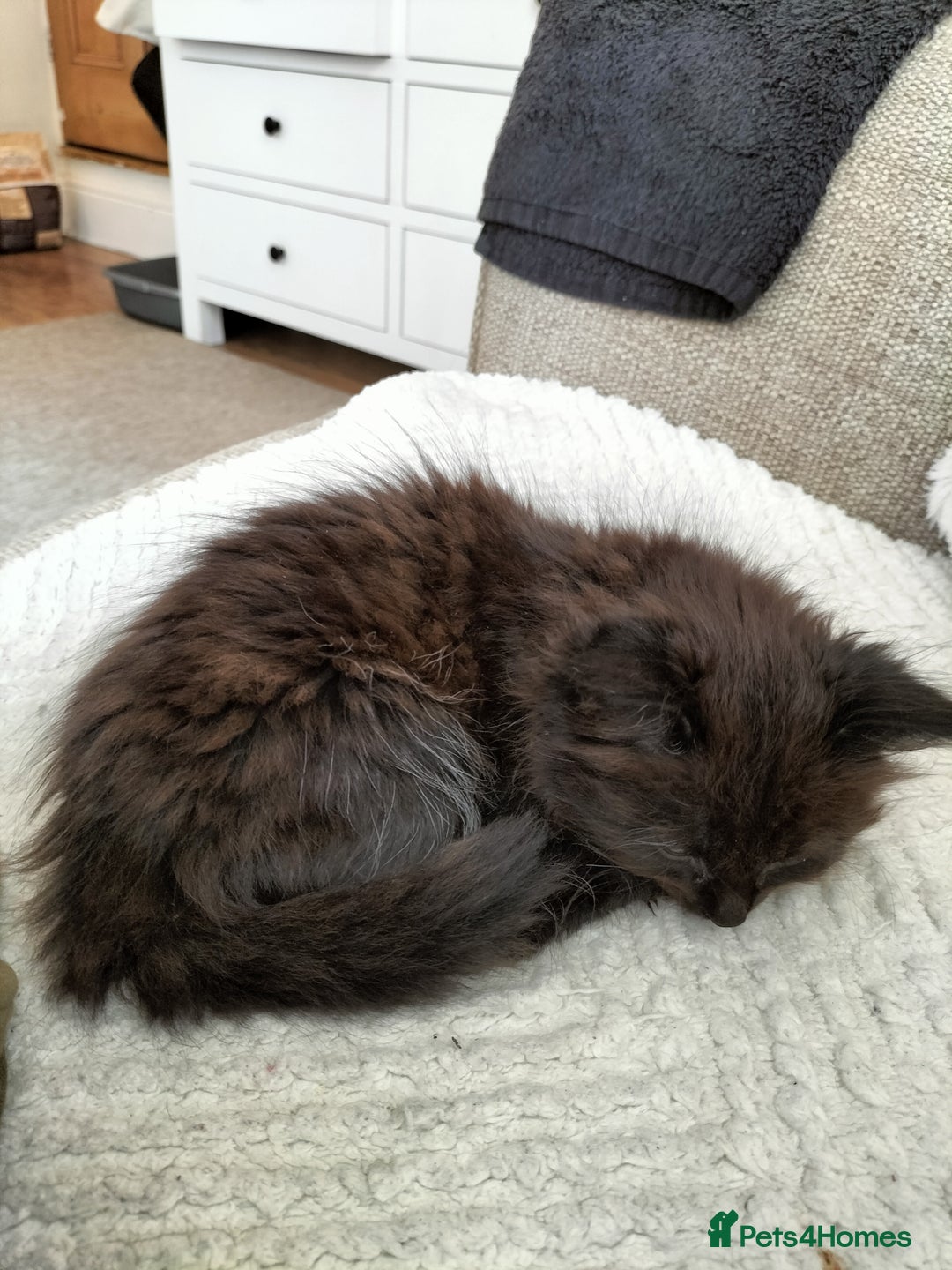 Mixed Breed cats for sale: Fluffy Female Kitten - Image 4
