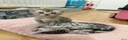 Bengal cats for sale: TICA registered pure bred Bengal kittens - Advert 4