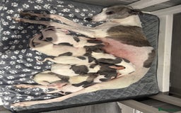 Whippet dogs for sale: whippet puppies - Image 7