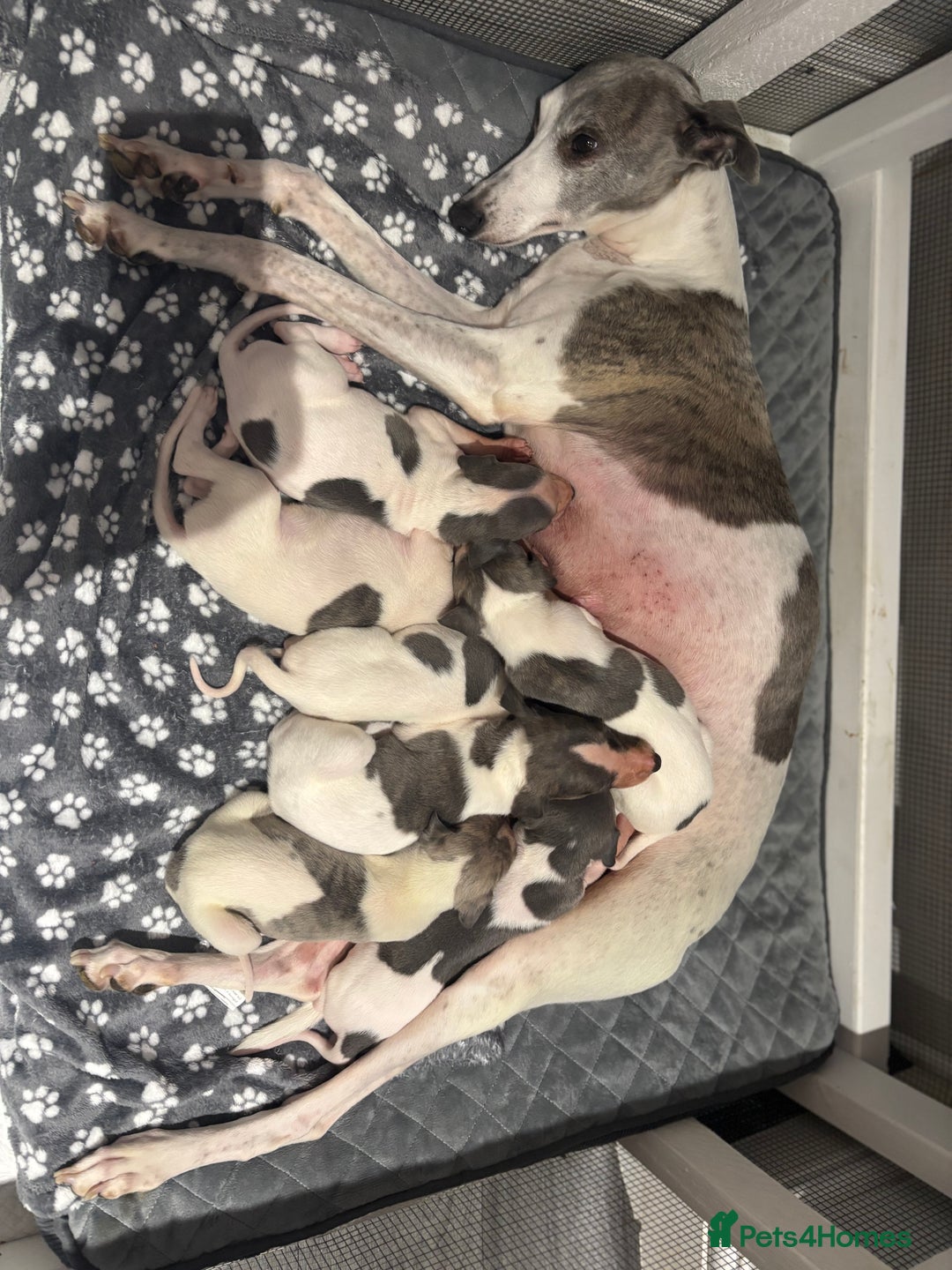 Whippet dogs for sale: whippet puppies - Image 7