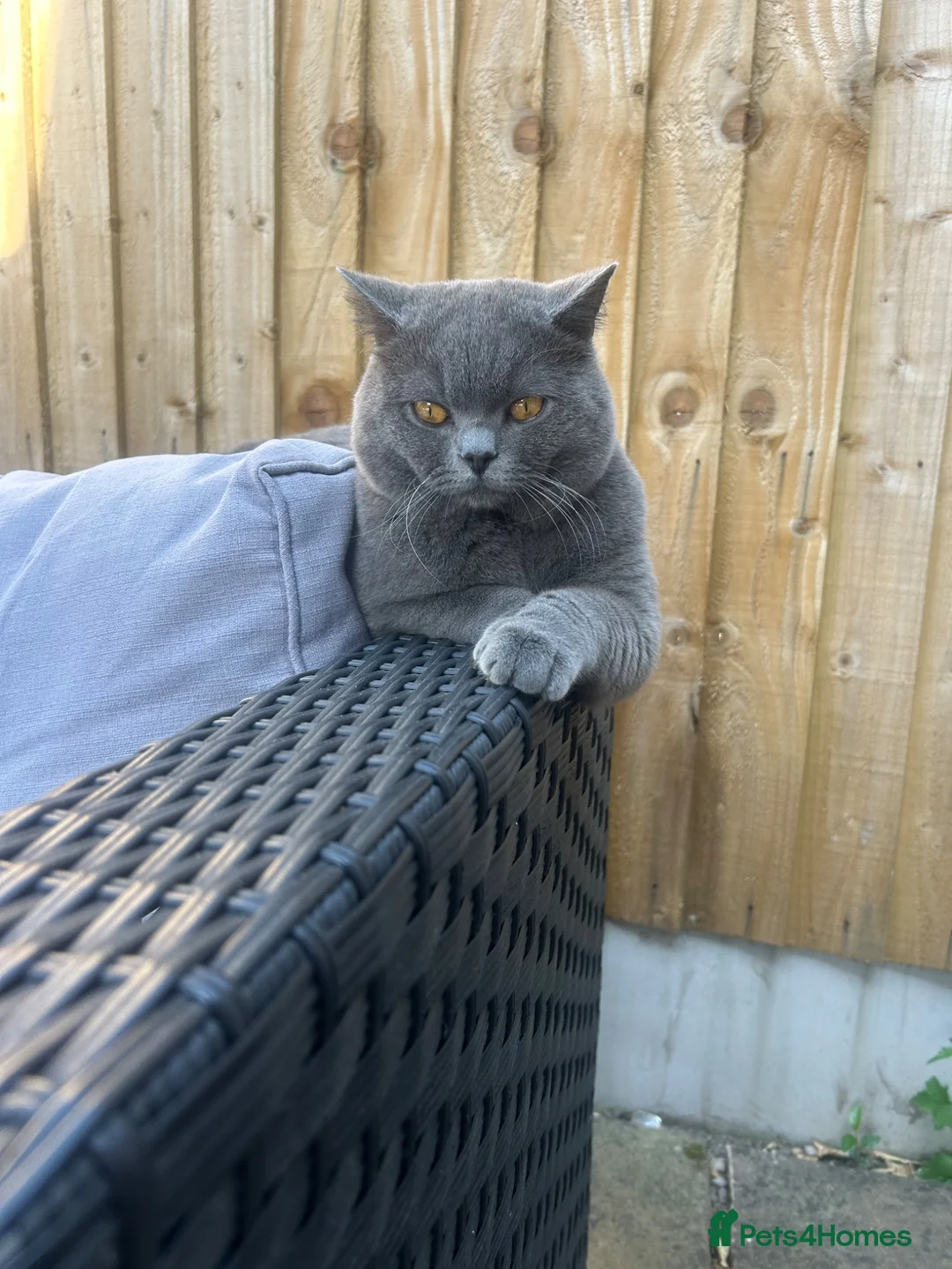 British Shorthair cats for stud: British shorthair STUD - Advert 2